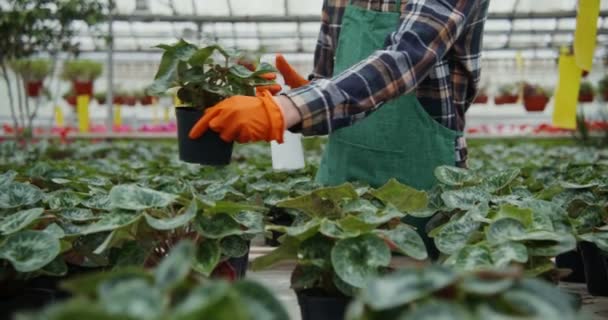 Un joven examina las flores que crecen en el invernadero y las procesa — Vídeos de Stock