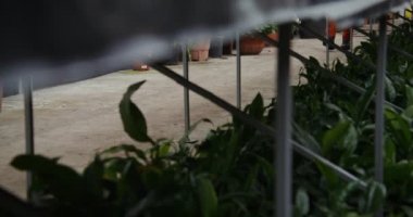 Genç bir adam saksılar ve çeşitli bitkiler arasında bir çiçek serasında yürüyor.