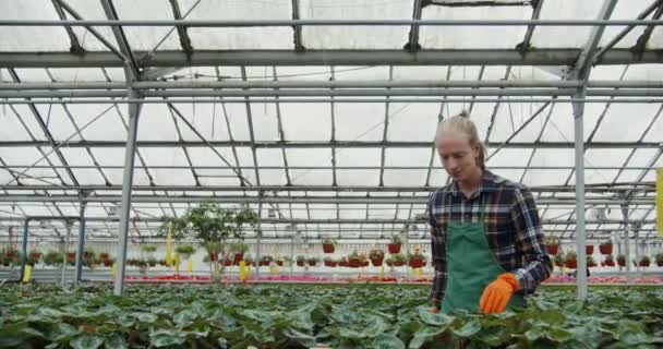 Mladý muž zkoumá květiny rostoucí ve skleníku a zpracovává je — Stock video