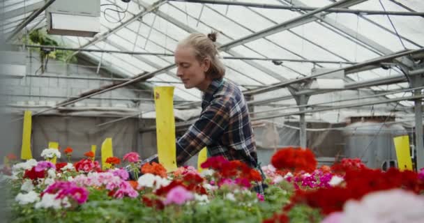 Un uomo versa le piante fiorite in piedi sul tavolo nella serra — Video Stock