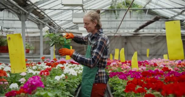 Muž nalévá kvetoucí rostliny stojící na stole ve skleníku — Stock video