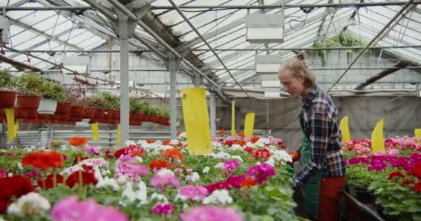 Ein Mann gießt blühende Pflanzen auf den Tisch im Gewächshaus — Stockvideo
