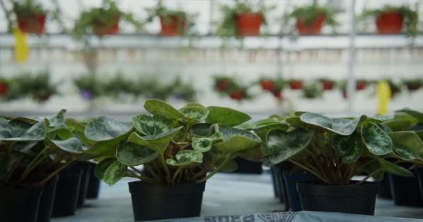 Krukor med unga plantor i jämna rader visas på bordet — Stockvideo