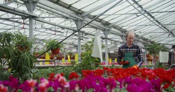 Mann läuft zwischen Tischen mit blühenden Pflanzen in Töpfen und überprüft deren Qualität — Stockvideo