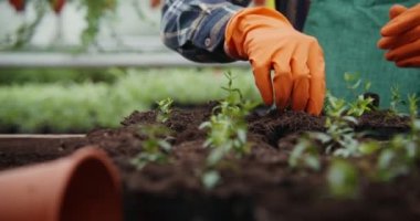 Genç bir erkek çiçekçi saksılara çiçek ekiyor.