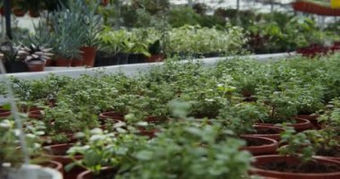 Yeni nakledilen filizlerle dolu küçük saksılar çift sıra duruyor.