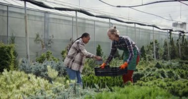 Genç bir kadın satın almak için bitkileri seçer, çiçekçi adam da ona yardım eder.