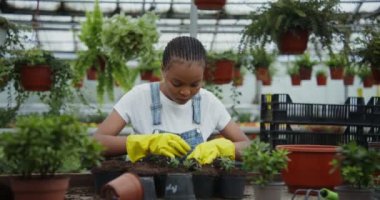 Afro-Amerikalı kadın, genç bitkileri serada saksılara naklediyor.