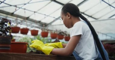 Afro-Amerikalı kadın, genç bitkileri serada saksılara naklediyor.