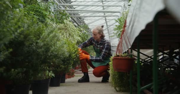 Un florista joven poda una planta en maceta usando una podadora — Vídeos de Stock