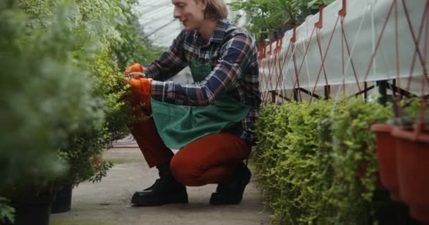 Ein junger männlicher Florist schneidet eine Topfpflanze mit einer Gartenschere — Stockvideo
