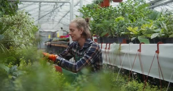 Молодой флорист-самец чернит растение в горшке с помощью чернослива — стоковое видео