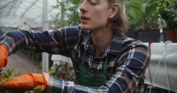 Egy fiatal férfi virágárus metszővel metsszen meg egy cserepes növényt. — Stock videók