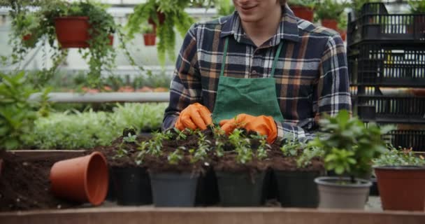 Um jovem florista masculino está plantando plantas jovens de flores em vasos — Vídeo de Stock