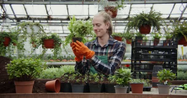 En ung manlig florist planterar unga växter av blommor i krukor — Stockvideo