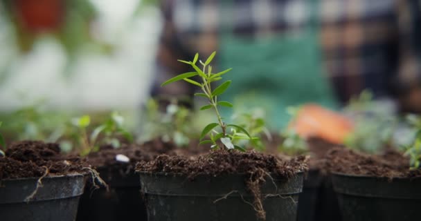 Een jonge mannelijke bloemist plant jonge planten van bloemen in potten — Stockvideo