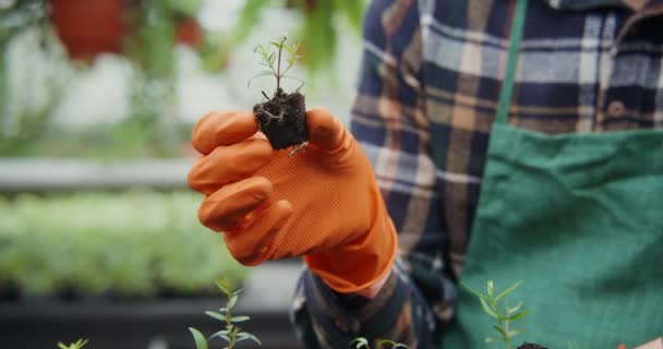 Un florista masculino joven está plantando plantas jóvenes de flores en macetas — Vídeos de Stock