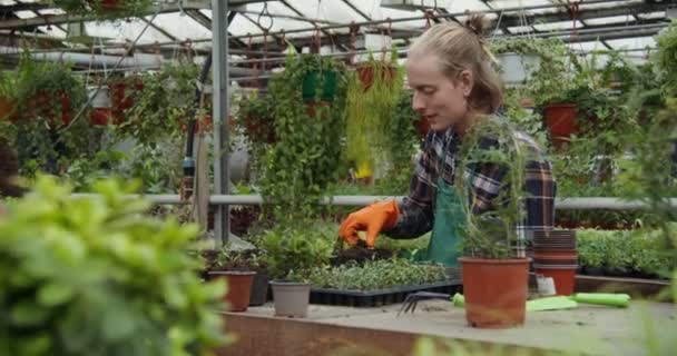 Ένας νεαρός ανθοπώλης φυτεύει νεαρά φυτά σε γλάστρες. — Αρχείο Βίντεο