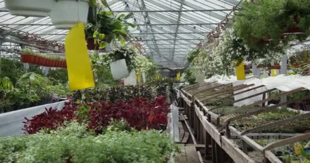 Många blommor i krukor står på bord och hänger på krokar i krukor — Stockvideo