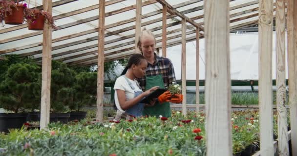 Молодой человек и женщина работают в цветочной теплице, осматривают цветы — стоковое видео