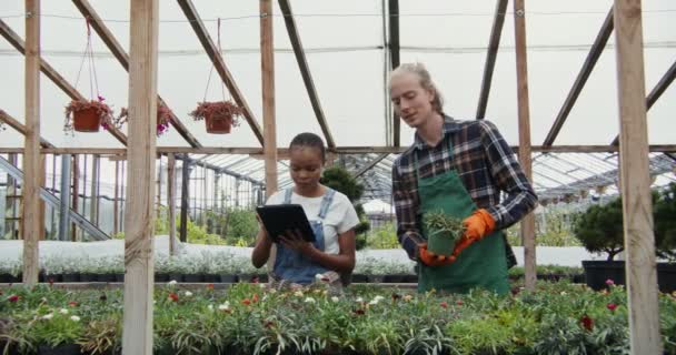 Młody mężczyzna i kobieta pracują w szklarni kwiatowej, badając kwiaty — Wideo stockowe