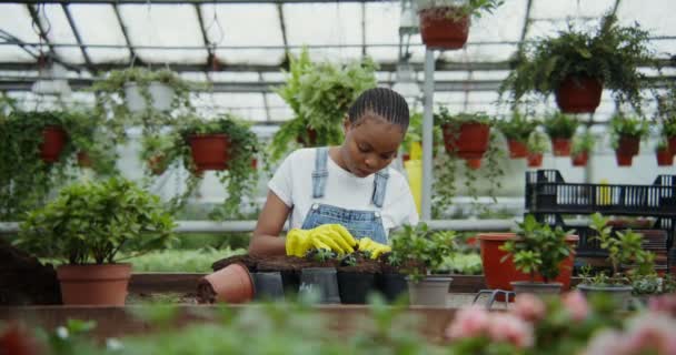 Mulher afro-americana transplanta plantas jovens em vasos em estufa — Vídeo de Stock