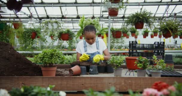 Mujer afroamericana trasplanta plantas jóvenes en macetas en invernadero — Vídeos de Stock