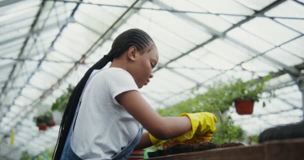 Afrikai-amerikai nő fiatal növényeket ültet cserépbe az üvegházban — Stock videók