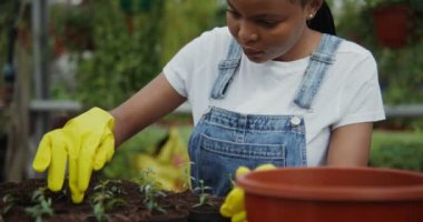 Afro-Amerikalı kadın, genç bitkileri serada saksılara naklediyor.