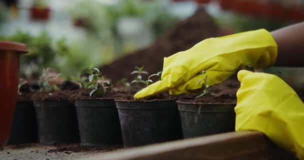 Mujer afroamericana trasplanta plantas jóvenes en macetas en invernadero — Vídeos de Stock