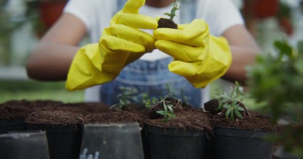 Afroamerikanerin verpflanzt junge Pflanzen in Töpfe im Gewächshaus — Stockvideo