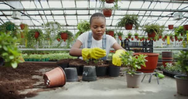 Mulher afro-americana transplanta plantas jovens em vasos em estufa — Vídeo de Stock