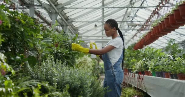 En kvinna går mellan blommor i ett växthus, sprutar dem med en pulvilisator — Stockvideo