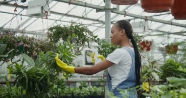 Bir kadın bir serada çiçeklerin arasında yürüyor, onları pulvilizer ile ilaçlıyor.