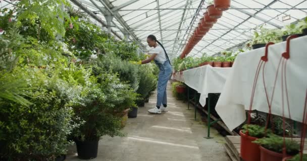 En kvinna går mellan blommor i ett växthus, sprutar dem med en pulvilisator — Stockvideo