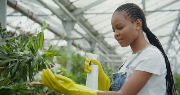 A woman walks between flowers in a greenhouse, spraying them with a pulvilizer — Stock Video