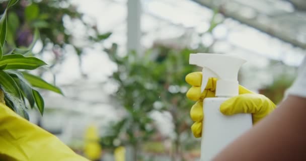 Lastik eldivenli kadın bitkilere sprey sprey sıkar, yakın plan. — Stok video
