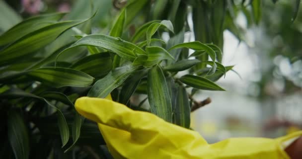 Женщина в резиновых перчатках распыляет растения водой из баллончика, крупным планом — стоковое видео