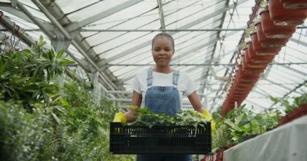 Afrikansk amerikansk kvinna med en låda med blommor i händerna står i växthus — Stockvideo