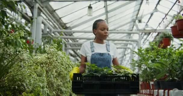 Afrikansk amerikansk kvinna med en låda med blommor i händerna går i växthus — Stockvideo