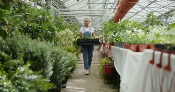 Mujer afroamericana con una caja con flores en las manos camina en invernadero — Vídeos de Stock