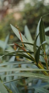 Güney bitki örtüsü, güneşli bir günde video çekimi, dikey video.