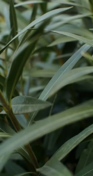 低木の緑の葉、クローズアップ。背景. — ストック動画