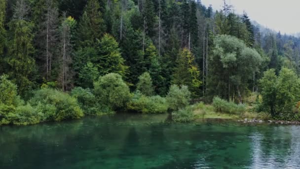 Una vista del lago del bosque entre el bosque con arbustos que descienden al agua Video de stock libre de derechos