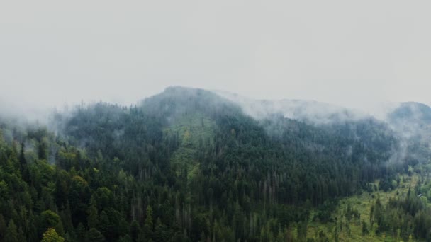Ein hügeliges Tal bewachsen mit Fichtenwald mit einem Vorhang aus weißen Wolken darüber — Stockvideo