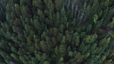 Yoğun bir ladin ormanının üst görüntüsü, bir yaz günü bir drondan alınan video görüntüleri.
