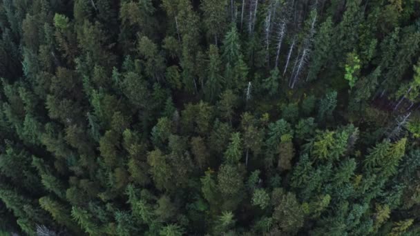 Draufsicht auf einen dichten Fichtenwald, Videoaufnahmen von einer Drohne an einem Sommertag — Stockvideo