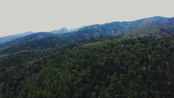 鬱蒼としたトウヒの森に覆われた山の谷の眺め — ストック動画
