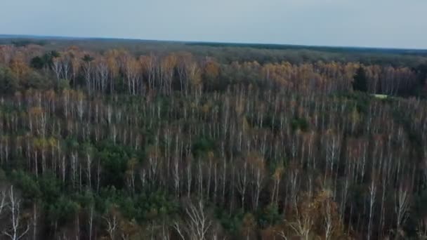 Змішаний осінній вид на ліс, частина дерев без листя і частина все ще зелена — стокове відео