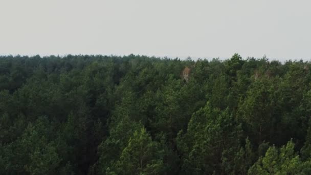 Змішаний осінній вид на ліс, частина дерев без листя і частина все ще зелена — стокове відео